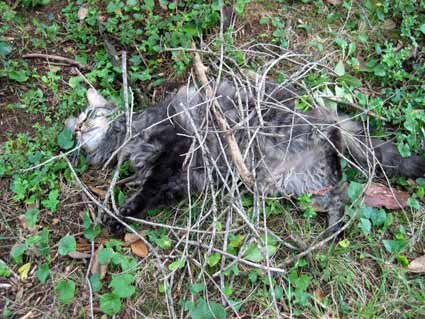 Catmouflage1 Catmouflage1