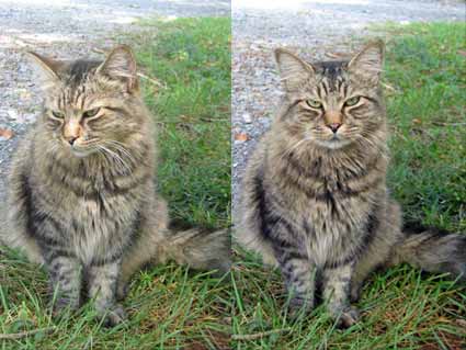 Catmouflage4
