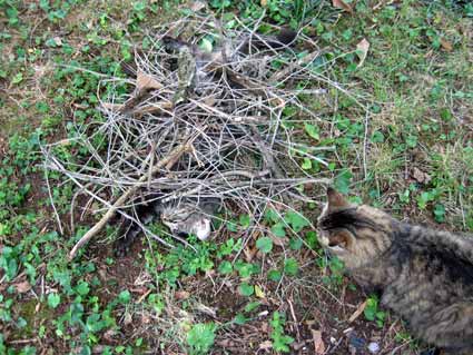 Catmouflage5 Catmouflage5
