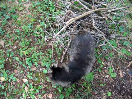 Catmouflage7 Catmouflage7