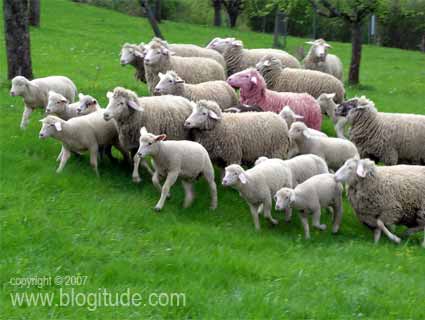 sheep-full.jpg