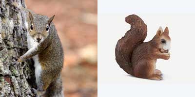 Squirrel