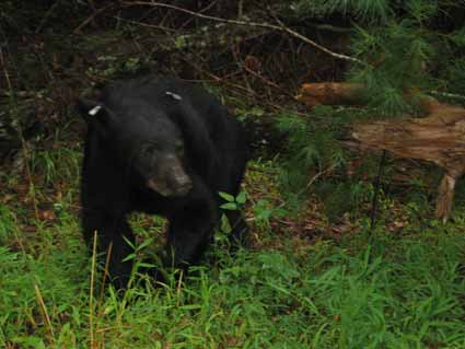Cades Cove: Black Bear