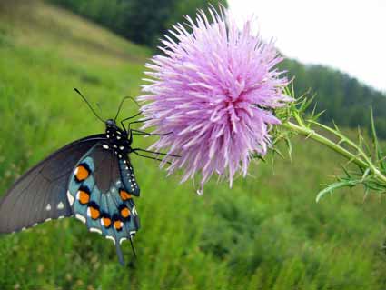 Cades Cove: Monarch Butterflies