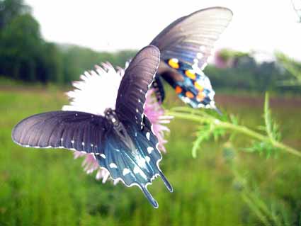 Cades Cove: Monarch Butterflies