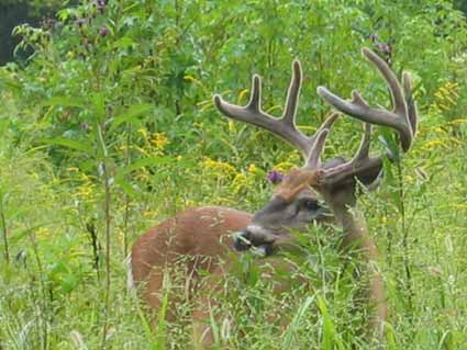 Cades Cove: 10-Point Buck