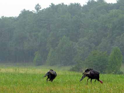 Cades Cove: Wild Turkey