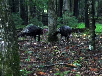 Cades Cove: Wild Turkey